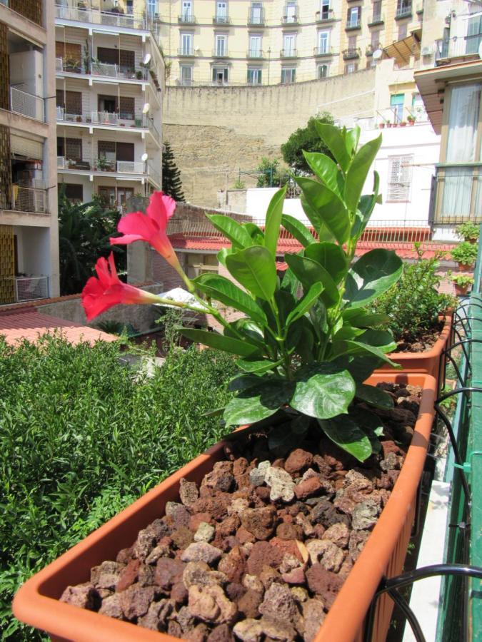 Viola's Appartamento